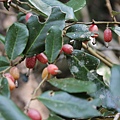 IMG_7745.JPG