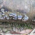 IMG_7770.JPG
