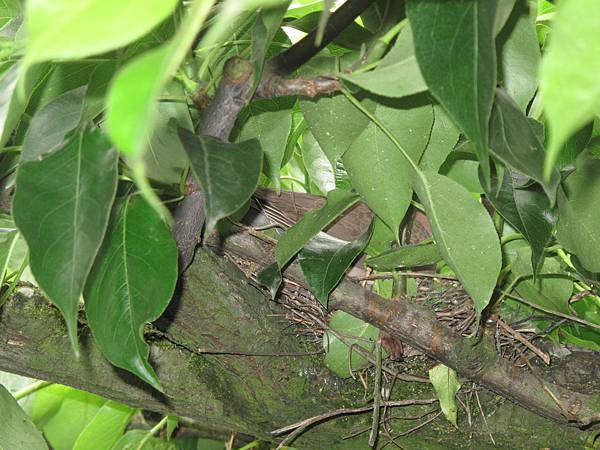 梨樹上ㄉ斑鳩.鳥蛋 004