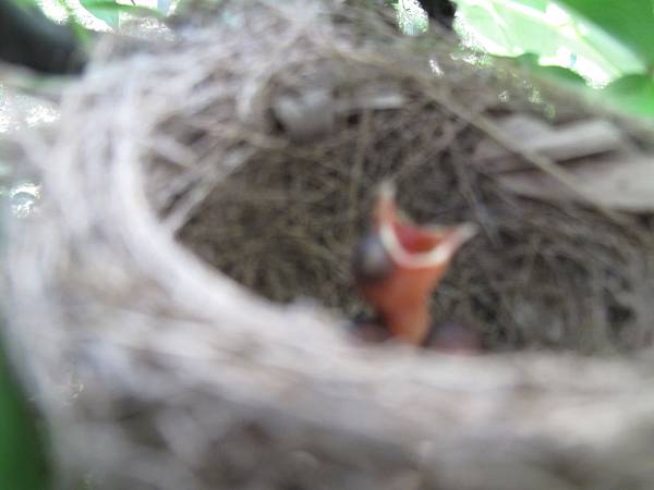梨園來ㄌ新住民