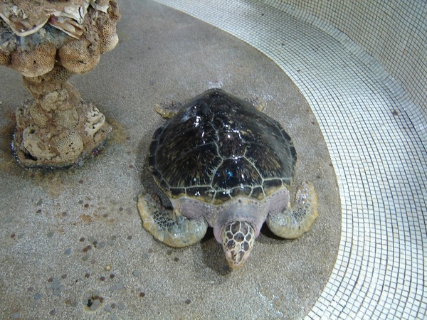 大義宮的海龜