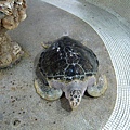大義宮的海龜