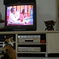 貓也有看電視的權利