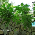 133-36_過山香（恆春）.jpg