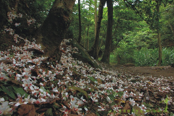 汐止 翠湖桐花步道.jpg
