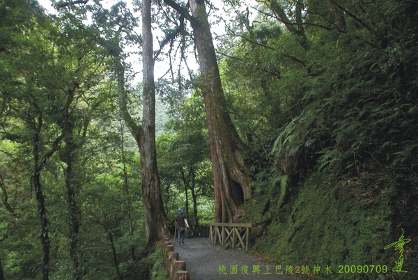 桃園復興上巴陵2號神木.jpg