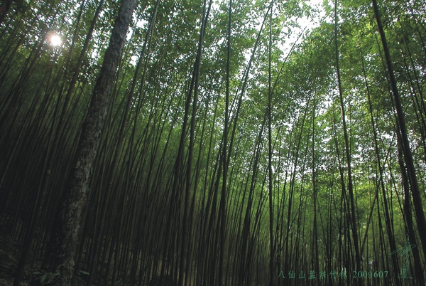 八仙山孟宗竹林.jpg
