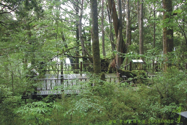宜蘭 原始森林步道.jpg
