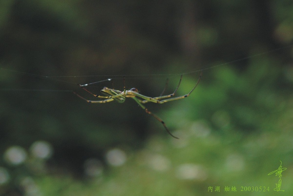 內湖 蜘蛛 03.jpg