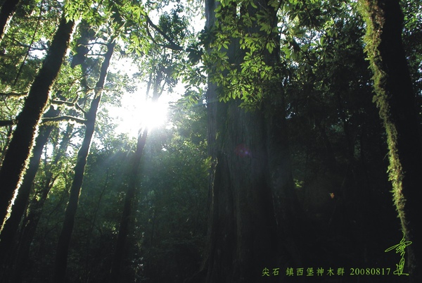 尖石 鎮西堡神木群.jpg