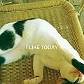 i like today明信片-cat