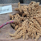 IMG_0095 IMG_0095