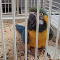 Catalina MaCaw