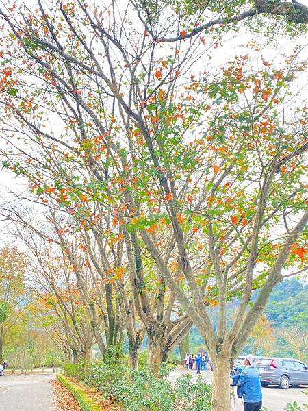 賞楓~汐止拱北殿，爬山風景好去處