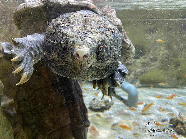 【新北親子旅遊】野柳海洋世界｜海獅 海豹  海豚