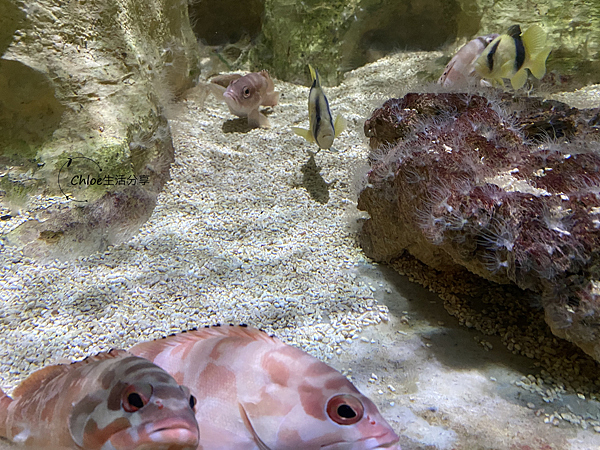 【新北親子旅遊】野柳海洋世界｜海獅 海豹  海豚