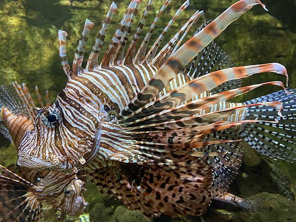 【新北親子旅遊】野柳海洋世界｜海獅 海豹  海豚