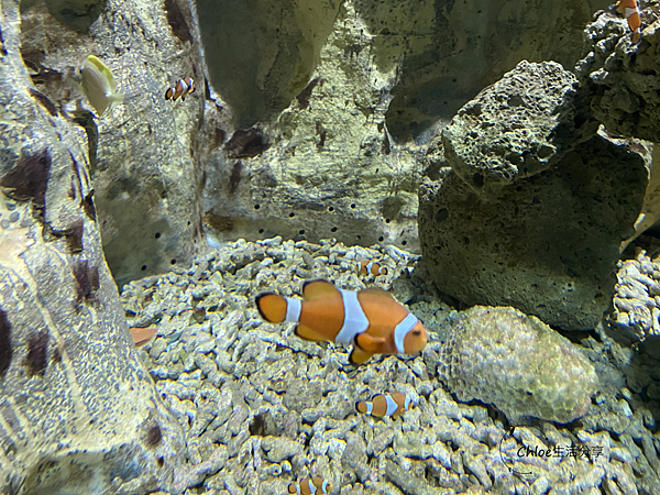 【新北親子旅遊】野柳海洋世界｜海獅 海豹  海豚