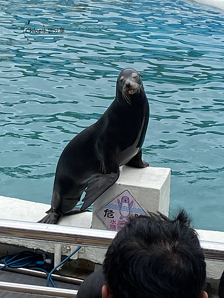 【新北親子旅遊】野柳海洋世界｜海獅 海豹  海豚