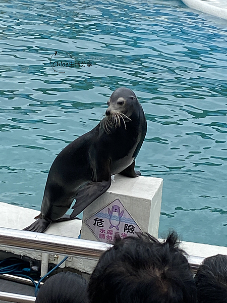 【新北親子旅遊】野柳海洋世界｜海獅 海豹  海豚