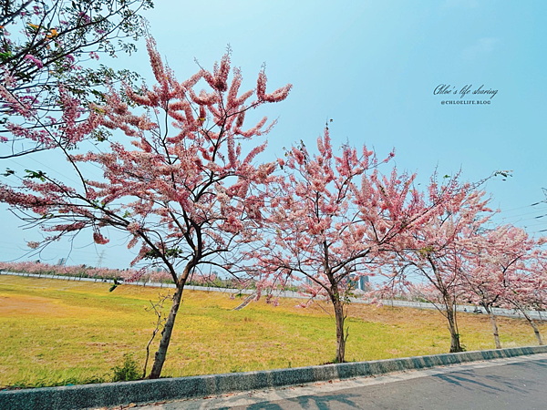 台南仁德美景、下午小吃推薦｜滯洪池花旗木步道、劉記蔥肉餅，來