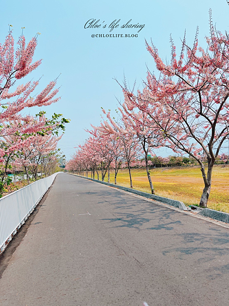 台南仁德美景、下午小吃推薦｜滯洪池花旗木步道、劉記蔥肉餅，來