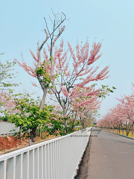 台南仁德美景、下午小吃推薦｜滯洪池花旗木步道、劉記蔥肉餅，來