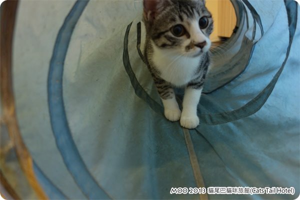 貓尾巴貓咪旅館(Kinoko)