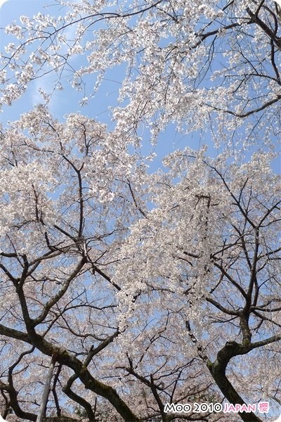 醍醐寺