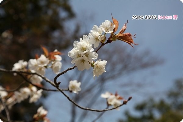 醍醐寺