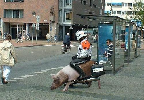 豬車 豬車