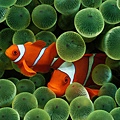 Clown Fish.jpg