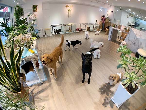 毛孩的渡假天堂 小森林寵物美容旅館 傲嬌的corgi小胖妹 妞妞 痞客邦