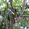 mango (Man 狗) 芒果