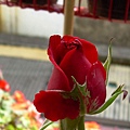 20120320 (10)