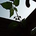 20120331 (11)