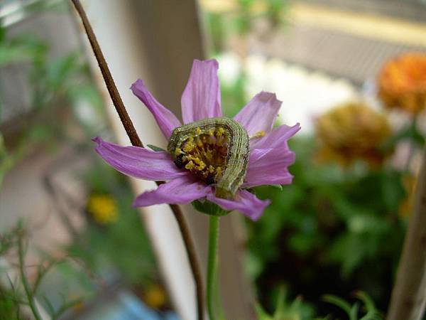 花裡竟然有毛毛蟲20120331 (16)