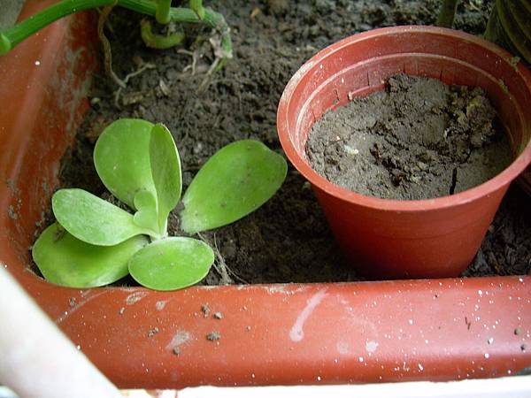 今天發現這棵多肉植物爛根了把它從小盆子拿下來種在這裡20120629 (0)