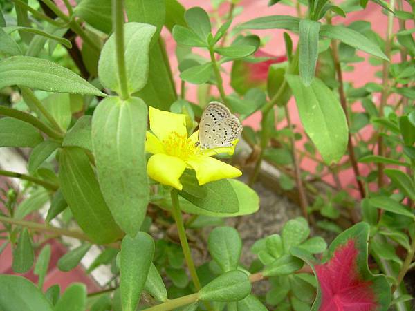 20120723其它花色品種馬齒莧(馬齒莧又稱豬母奶或豬母乳，王寶穿當年苦守寒窯，就是吃這種野菜長大的) (12)