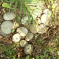 20121023石頭還是孔恐龍蛋化石 (34)