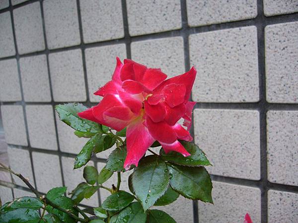 20121228玫瑰 (3)