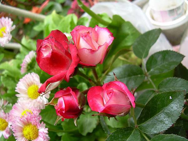 13 03 03 新買愛之蔓錦薔薇多肉玉露 今天買的薔薇 27 我行我攝 痞客邦 13 03 03 新買愛之蔓錦薔薇多肉玉露 今天買的薔薇 27 我行我攝 痞客邦