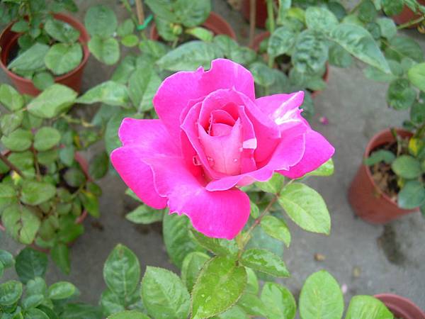 13 03 03 新買愛之蔓錦薔薇多肉玉露 玫瑰 我行我攝 痞客邦