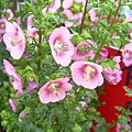 20130307玉玲瓏 Anisodontea capensis (3)