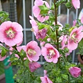 20130307玉玲瓏 Anisodontea capensis (6)