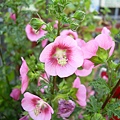 20130307玉玲瓏 Anisodontea capensis (7)