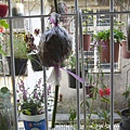 20130317買了一朵戴安娜切花來包水苔 (7)