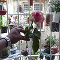 20130317買了一朵戴安娜切花來包水苔 (8)