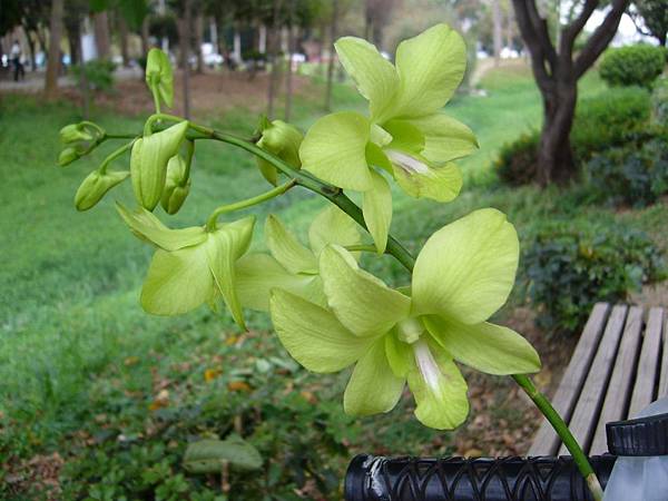 20130324今天買的蘭花 (2)