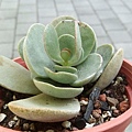 圓貝葉 Kalanchoe farinacea20200712 (2).jpg